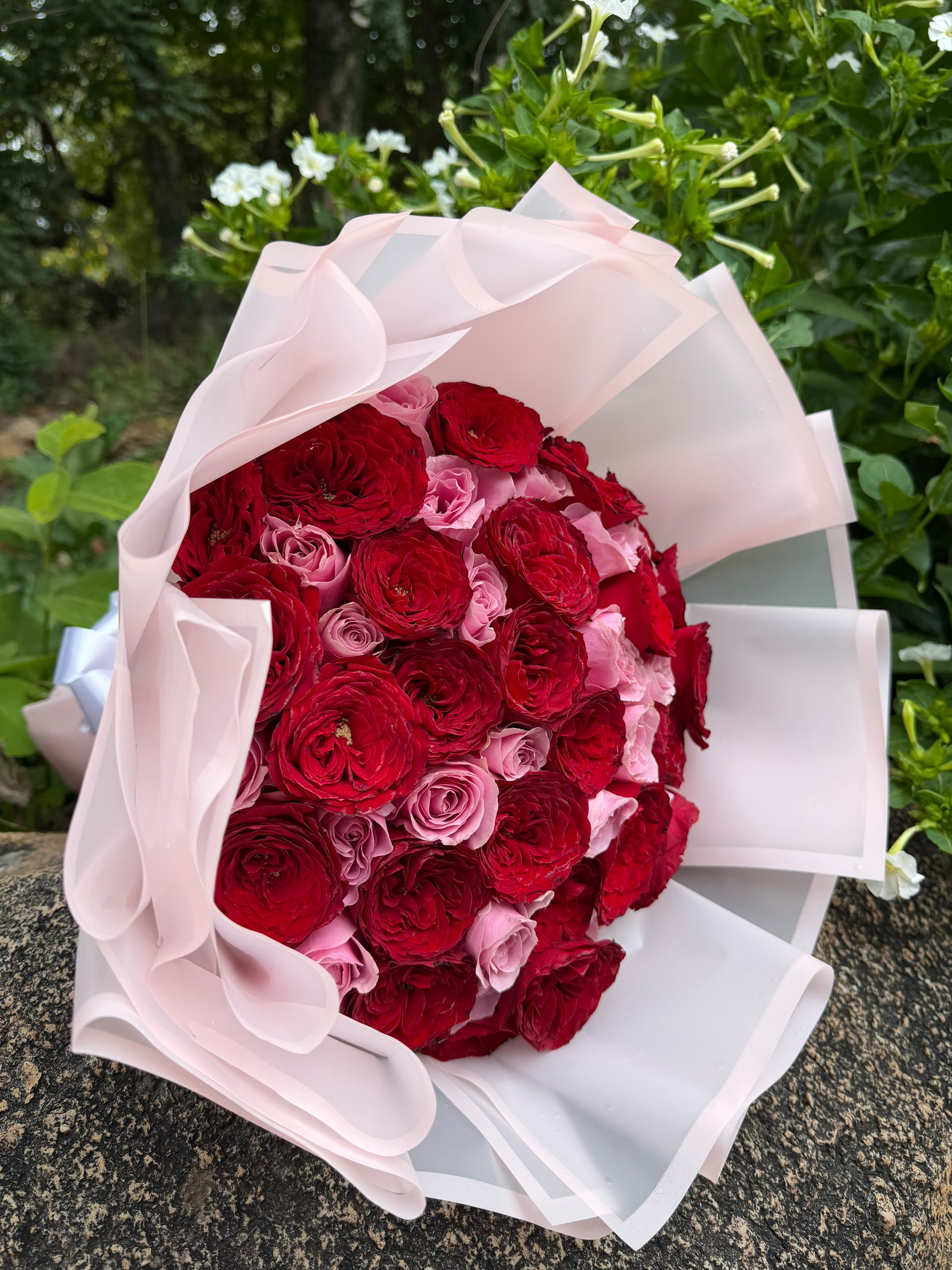 Mini Rosa — bouquet of 25 red roses wrapped in white paper with a red bow
